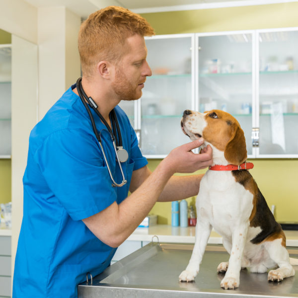 veterinary examing cute beagle dog at clinic